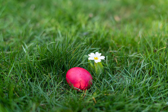 Traditional Red Easter Egg Beside Yellow Primrose on Spring Grass