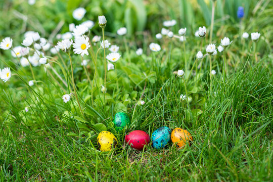 Colorful Quail Easter Eggs Hidden Among Daisies in Garden