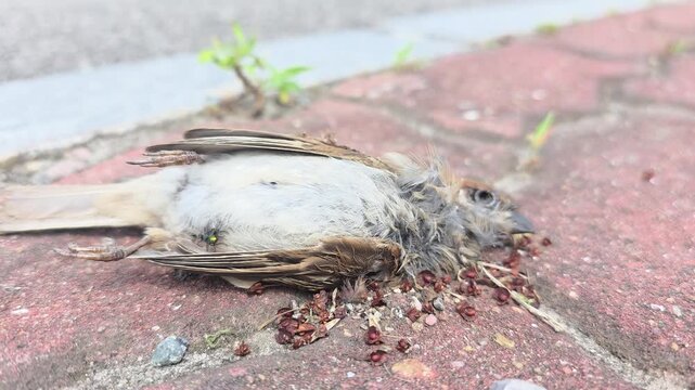 
Macro view of a dead bird on the ground caused by traffic accident #002

