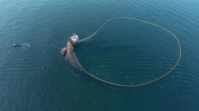 Aerial footage of a commercial fishing vessel deploying a large purse seine net in open water while a support boat assists. Seabirds gather above the operation as the circular net surrounds a school o