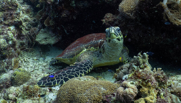 Green sea turtle resting on a tropical coral reef in Bohol, Philippines
