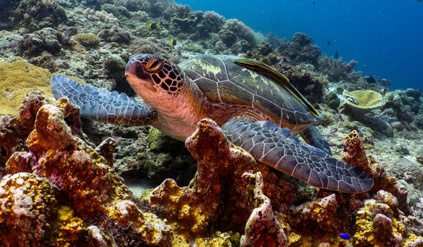 Green sea turtle resting on a tropical coral reef in Bohol, Philippines