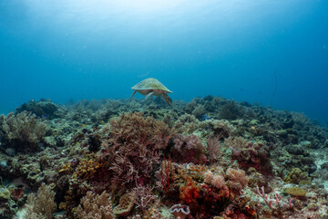 Green sea turtle gliding over a reef in Anda, Bohol © Chris J