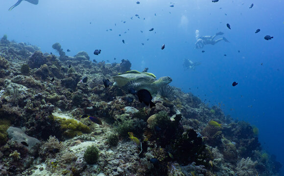 Green sea turtle resting on a tropical coral reef in Bohol, Philippines