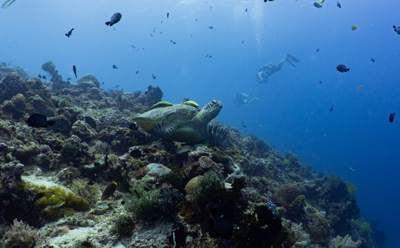 Green sea turtle resting on a tropical coral reef in Bohol, Philippines
