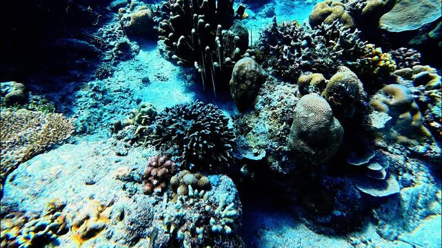 Close-up of razorfish and yellow damselfish among colorful coral during snorkeling. Authentic underwater wildlife and coral reef diversity captured by hobbyist.