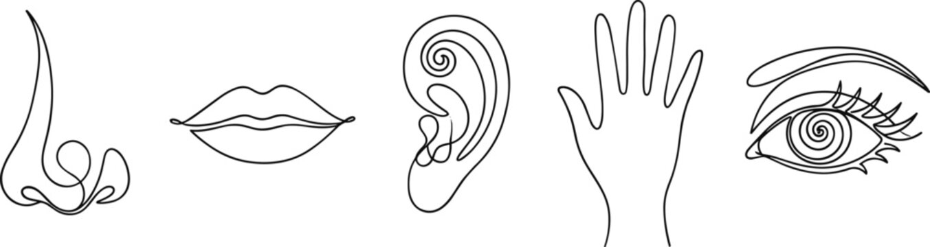 Five human senses line art vector icons showing nose mouth ear hand and eye continuous line drawing design