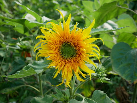 A close-up view of a single, fluffy yellow sunflower with a green center, surrounded by lush green leaves.