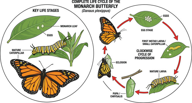 Complete life cycle of monarch butterfly Danaus plexippus vector educational infographic showing egg larva caterpillar pupa chrysalis and adult stages