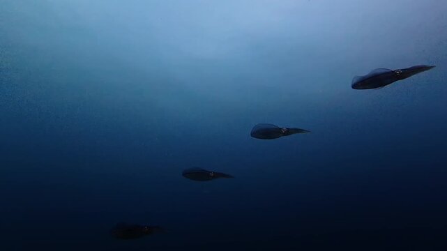 Group of four squids glides gracefully through deep blue ocean water during a scuba dive. Mysterious marine wildlife encounter in the tranquil underwater world.
