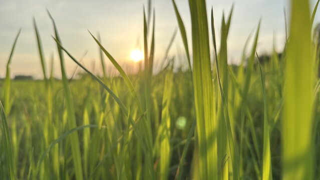 Bright green grass blades gently illuminated by a setting sun