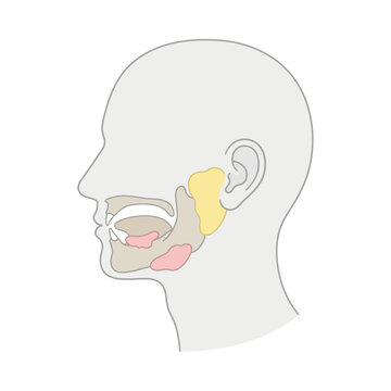 Diagram showing human salivary glands including parotid, submandibular, and sublingual glands