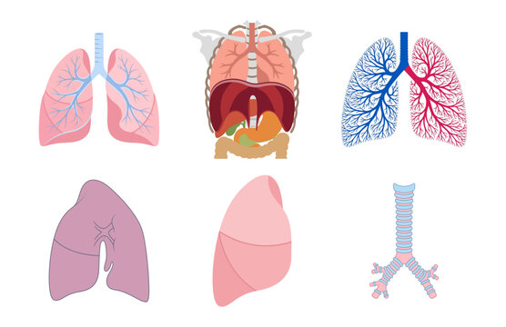 Vector illustration of human lungs respiratory system medical icons set