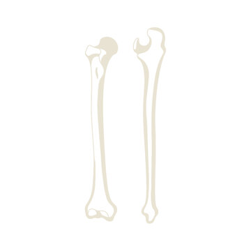 Detailed anatomical illustration of human forearm bones radius and ulna on white background