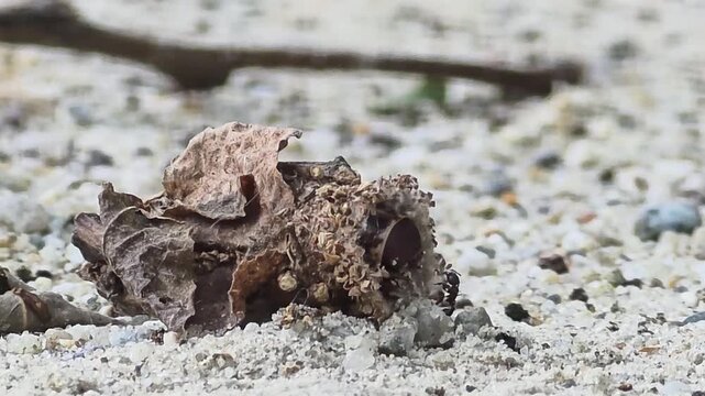 
Bagworm caterpillar retracting quickly into its case for protection after encountering an ant

