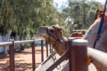 Naklejka premium Close-up view of a camel head.
