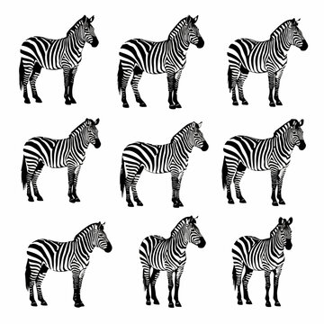 Professional zebra silhouettes vector collection on white backdrop
