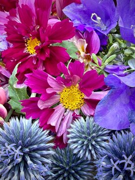 background of summer flowers with cosmos, bellflower   and thistle in blue, violet and pink colors