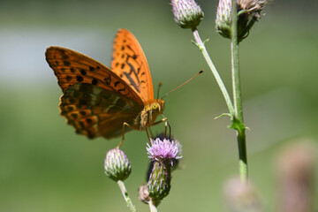 farfalla macro  © franzdell