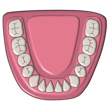 Lower jaw mandibular arch teeth anatomy illustration