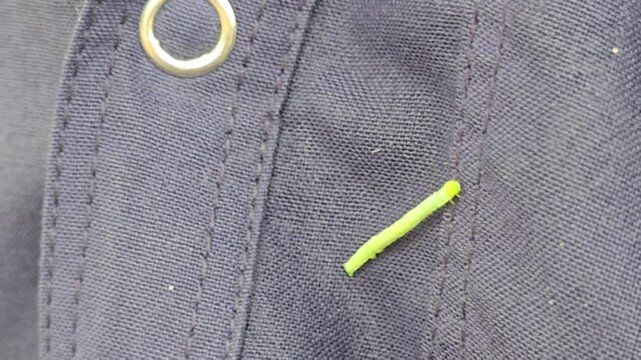Small green caterpillar crawling on dark blue fabric, tiny lime larva moving on navy textile, close up of insect on clothing material