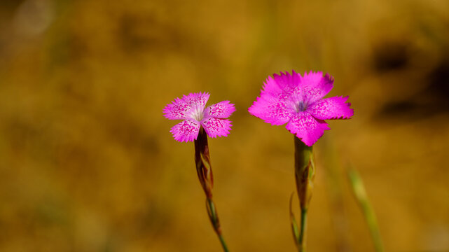 Two wild pink carnation flowers on a blurred yellow background