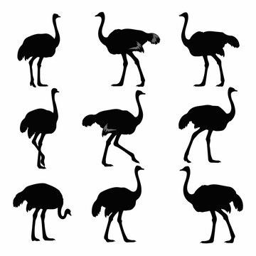 Artful ostrich silhouette vector collection isolated white background