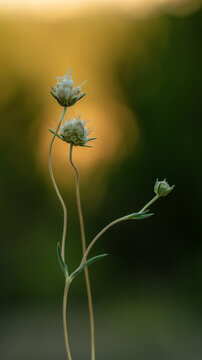 Close-up of a delicate wildflower with a soft blurred background