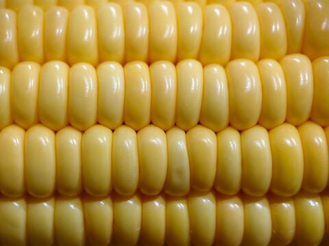 Close up macro fresh sweet corn kernels texture, yellow corn cob background