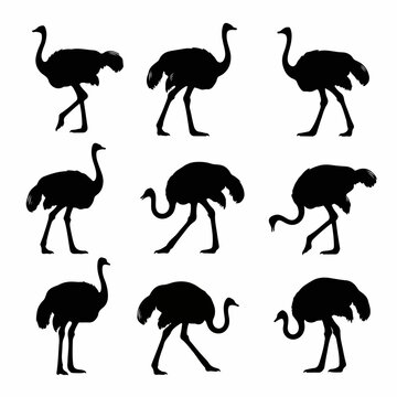 Rustic wild ostrich silhouette assortment white background