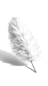 Single white feather on plain background.