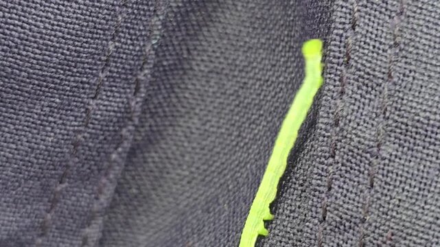 Small green caterpillar crawling on dark blue fabric, tiny lime larva moving on navy textile, close up of insect on clothing material