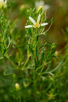 White peganum harmala flower blooming on green stem outdoors