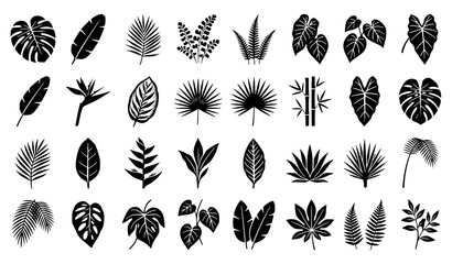 Tropical Leaf Silhouette Collection Black Botanical Vector Set EPS10 © MstNazma