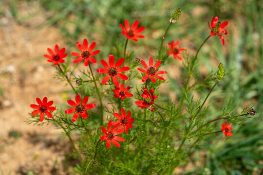 Vibrant red Adonis aestivalis summer pheasants eye flowers blooming outdoors in a natural sunny field setting