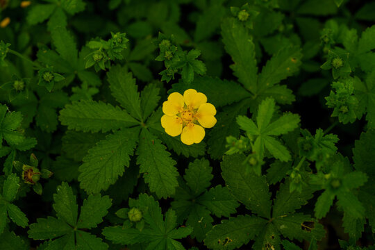 Yellow blooming Potentilla reptans flower among dark green leaves