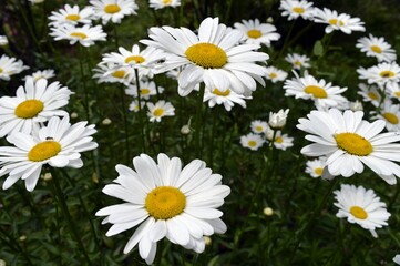 Fototapeta premium Lots of white daisies with yellow hearts on a dark background