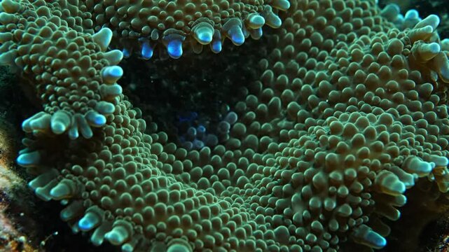 Mesmerizing underwater macro view of coral showcasing vibrant green and blue hues, a natural wonder