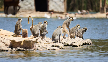 Obraz premium wild monkeys on the beach
