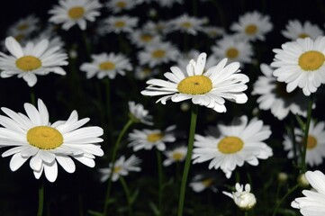 Fototapeta premium Lots of white daisies with yellow hearts on a dark background