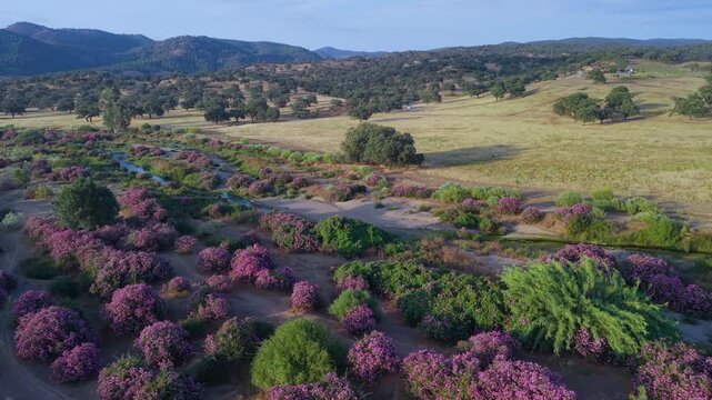 Aerial drone view of the Chanza River in Aroche, in the Sierra de Aracena and Picos de Aroche Natural Park in Sierra Morena. Province of Huelva. Andalusia. Spain.
