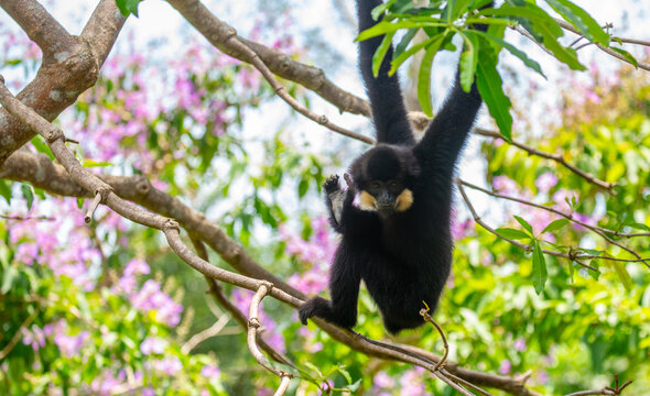 A white-cheeked gibbon resting on a tree branch. Rare tropical primates, gibbons (Nomascus leucogenys), in their natural habitat. Wild animals in tropical forests.