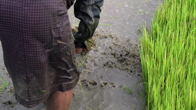 A woman farmer uprooted rice seedling to plant in a rice paddy field