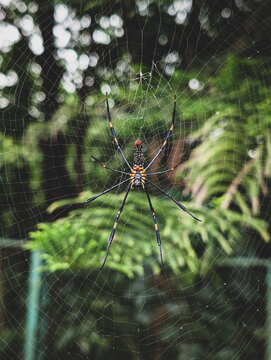 Close‑up of giant golden orbweaver (Nephila pilipes) spider resting in web against blurred green forest background Uttarakhand India.