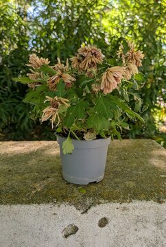 Maceta de pl&aacute;stico con flores secas de cal&eacute;ndula, colocada en un poyete de hormig&oacute;n en un jard&iacute;n al aire libre, con &aacute;rboles al fondo 