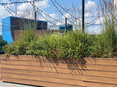 Natural garden composition with ornamental grasses and perennials growing in a large wooden planter 