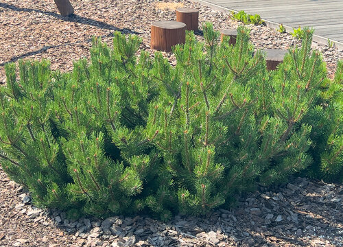 Pinus mugo evergreen shrub growing in a landscaped garden with decorative mulch.