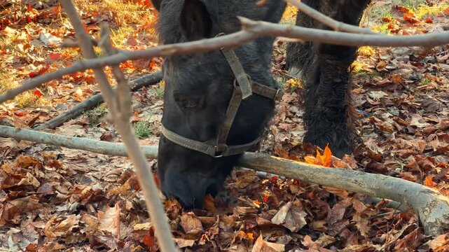 A black horse wearing a leather halter grazing on dried autumn leaves in a forest, embodying a peaceful rural atmosphere and the natural cycle of the fall season in the countryside