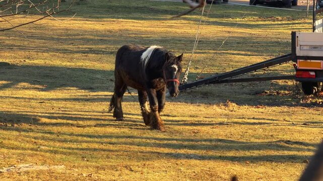 A black Gypsy Vanner horse with white mane and feathers walking across a sunlit meadow, representing a peaceful rural farm life scene in a natural landscape during the golden hour