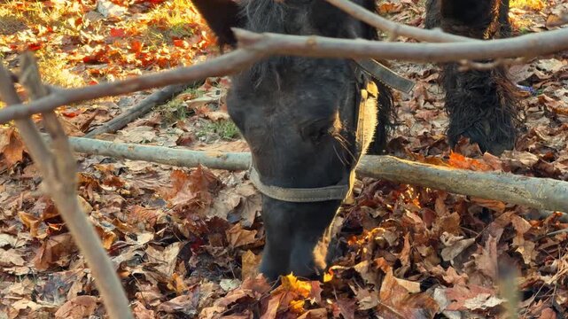 A black horse wearing a leather halter grazes on dried autumn leaves behind a wooden fence during the golden hour, symbolizing peaceful pastoral life in a rustic farm setting today